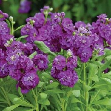 Stock 'Hot Cakes Purple'