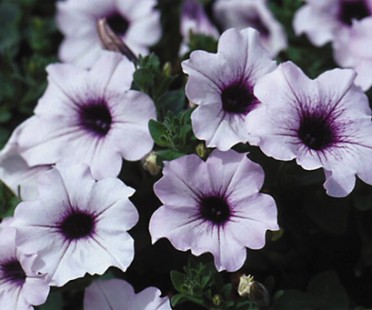 Supertunia 'Mini Blue Veined'