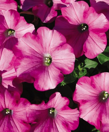 Supertunia 'Raspberry Blast'