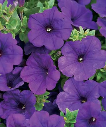 Supertunia 'Royal Velvet'