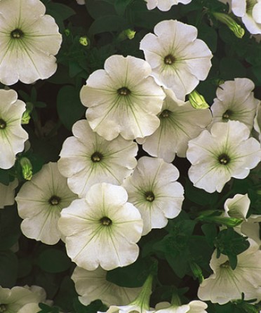 Supertunia 'White'