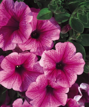 Supertunia Mini Strawberry Pink