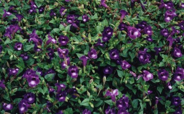 Torenia 'Summer Wave Deep Violet'