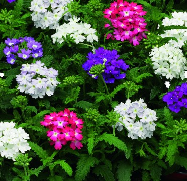 Verbena 'Obsession Pastel Mix'