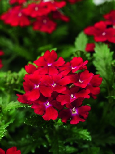 Verbena 'Obsession Red'
