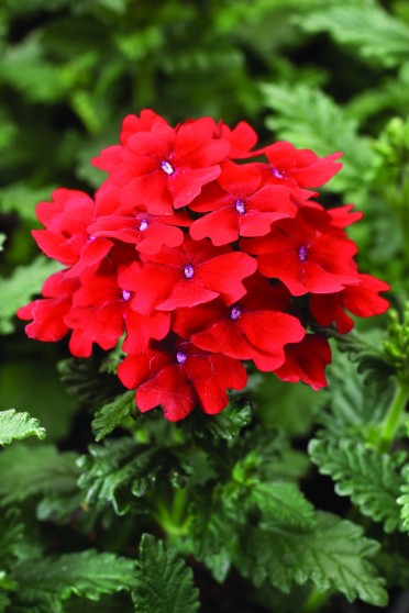 Verbena 'Obsession Scarlet'