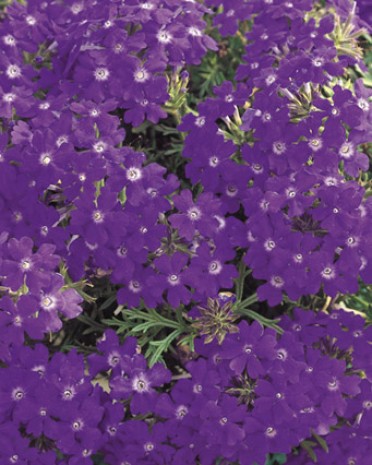 Verbena 'Tapien Blue Violet'