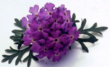 Verbena 'Tapien Lilac'