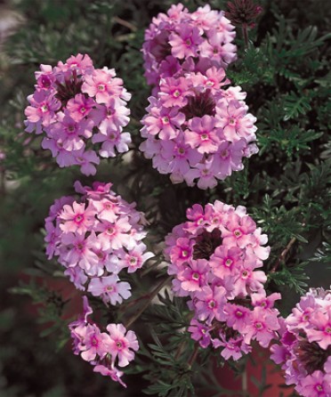 Verbena 'Tapien Pink'