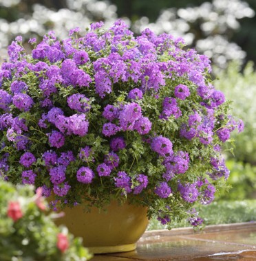 Verbena 'Tapien Purple'