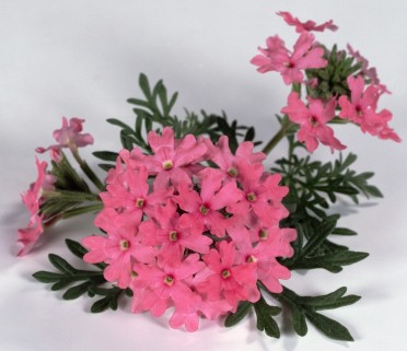 Verbena 'Tapien Salmon'