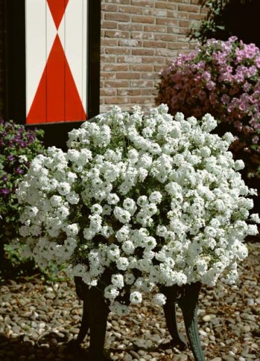 Verbena 'Tapien White'