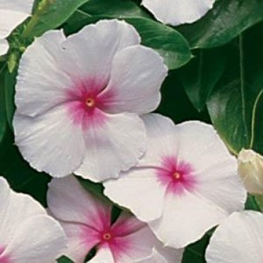 Vinca 'Cooler Blush'