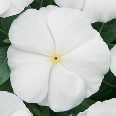 Vinca 'Cooler Coconut'