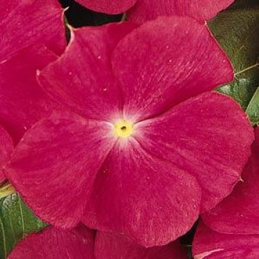 Vinca 'Cooler Hot Rose'