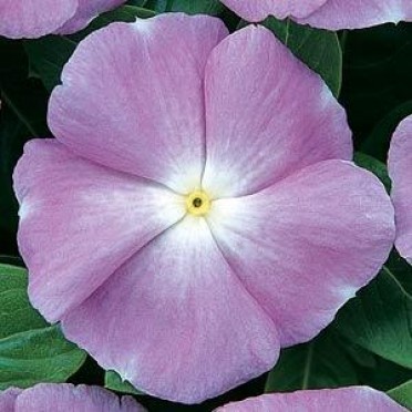 Vinca 'Cooler Lavender'