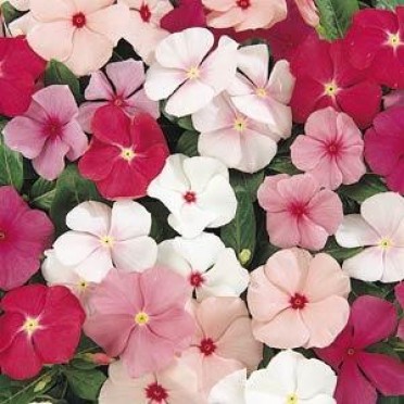 Vinca 'Cooler Mix'