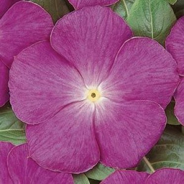 Vinca 'Cooler Raspberry'