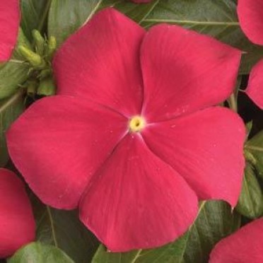 Vinca 'Cooler Red'