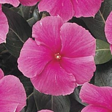 Vinca 'Cooler Rose'