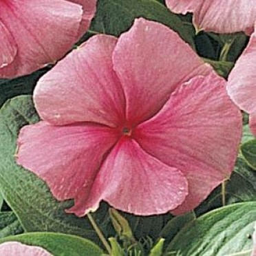 Vinca 'Cooler Strawberry'