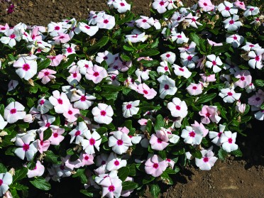 Vinca 'Cora Apricot'