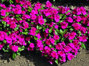 Vinca 'Cora Burgundy'