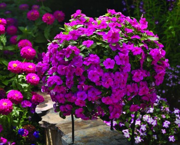 Vinca 'Cora Cascade Magenta'