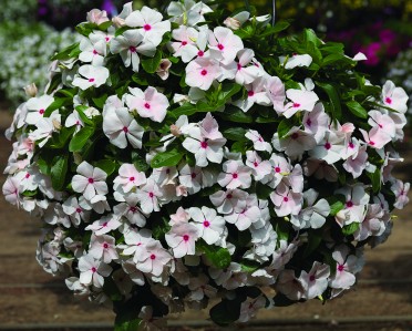 Vinca 'Cora Cascade Peach Blush' 