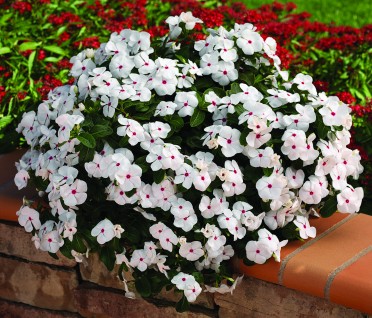 Vinca 'Cora Cascade White Polka Dot' 