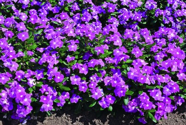 Vinca 'Cora Deep Lavender'