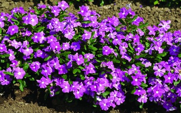 Vinca 'Cora Lavender'