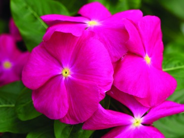 Vinca 'Cora Pink'