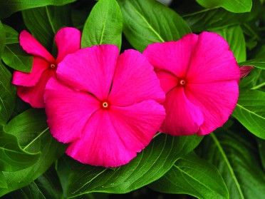 Vinca 'Cora Punch'