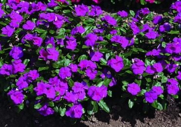 Vinca 'Cora Violet' 