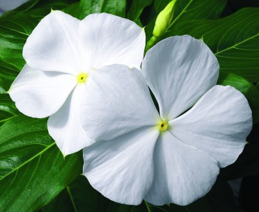 Vinca 'Cora White'