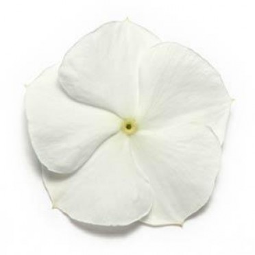 Vinca 'Pacifica White'