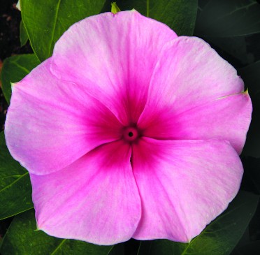 Vinca 'Sunstorm Blush'