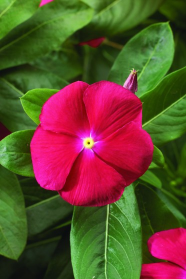 Vinca 'Sunstorm Bright Red'