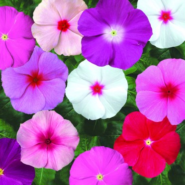 Vinca 'Sunstorm Mix'