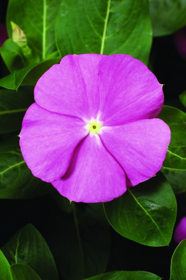 Vinca 'Sunstorm Pink'