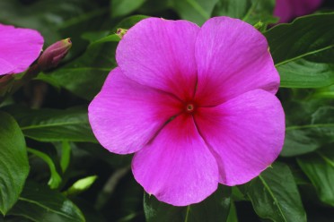 Vinca 'Sunstorm Rose w/eye'