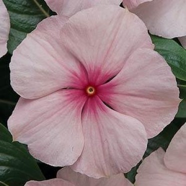 Vinca 'Titan Blush'