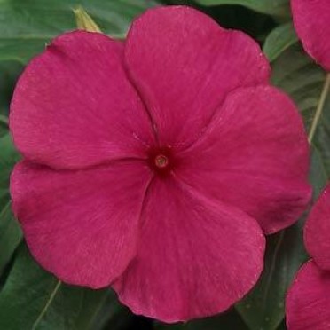 Vinca 'Titan Burgundy'