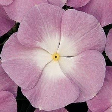 Vinca 'Titan Lavender Blue'