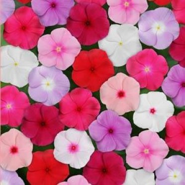 Vinca 'Titan Mix'