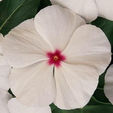 Vinca 'Titan Polka Dot'