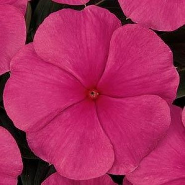 Vinca 'Titan Punch'