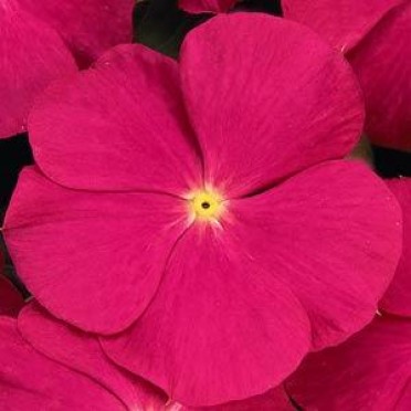 Vinca 'Titan Rose'