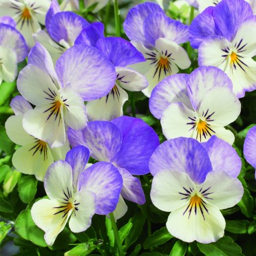 Viola 'Penny Azure'